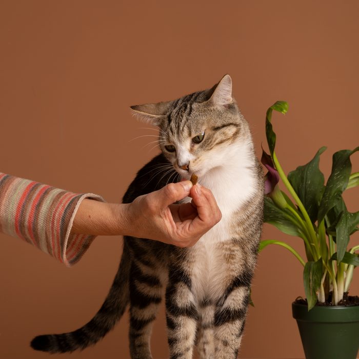 A customer hand-feeding a treat to her tabby cat
