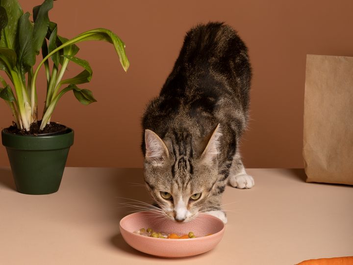 A tabby cat eating from a pink bowl of food