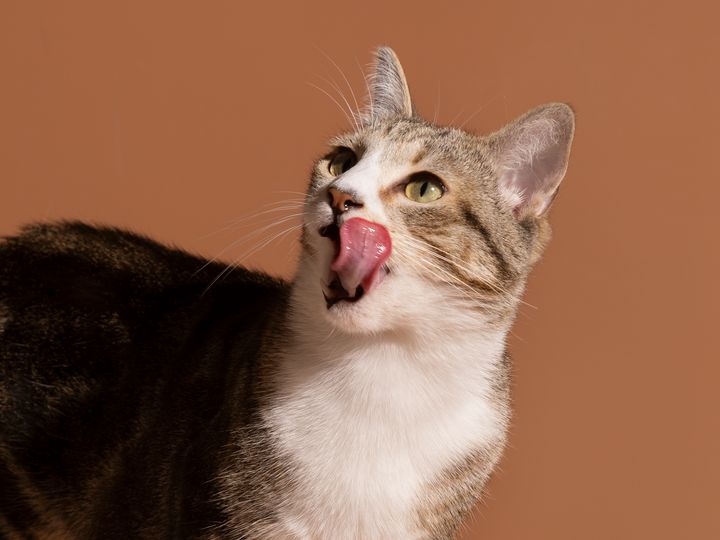 A tabby and white cat licking its lips
