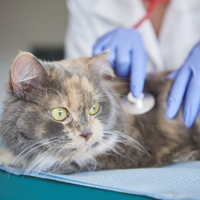 A vet listening to a calm tortoiseshell cat's heart with a stethoscope