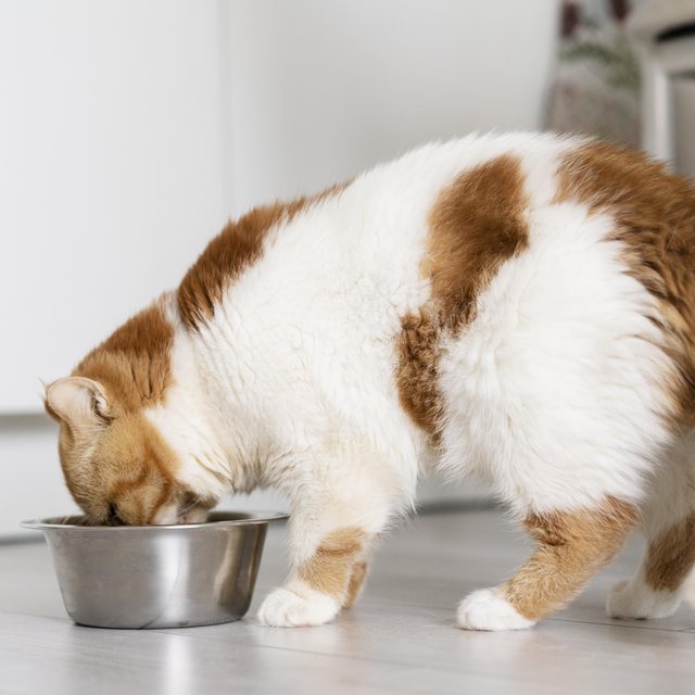 A ginger and white cat eating from a steel food bowl
