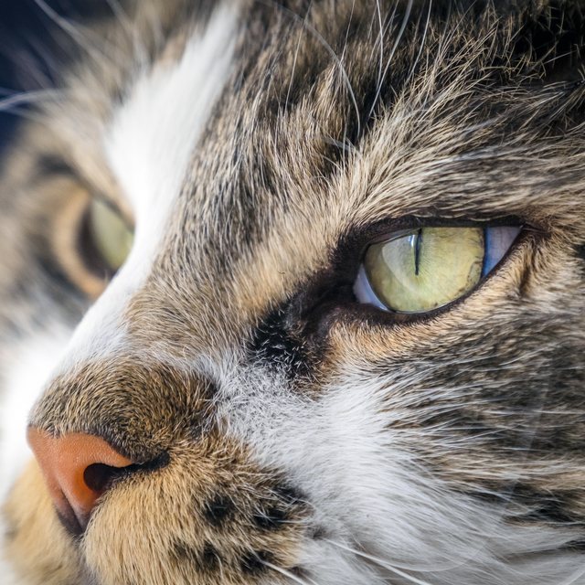 Close-up of a tabby cat's clear green eye